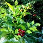 Campsis grandiflora Feuille