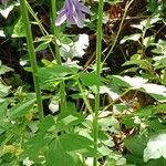 Aquilegia pyrenaica Blatt