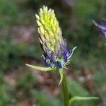 Phyteuma betonicifolium Flor