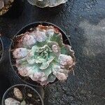 Echeveria shavianaFoglia