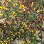 Cytisus decumbens Цвят