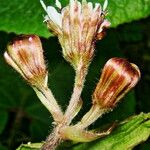 Petasites pyrenaicus Sonstige