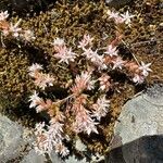 Sedum arenarium Flower