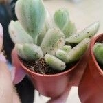 Cotyledon tomentosa Hoja