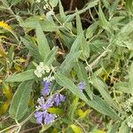 Caryopteris × clandonensisKukka