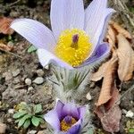 Pulsatilla grandis Flor