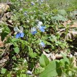 Collinsia verna Habit