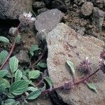 Phacelia hastata Hábitos