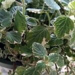 Plectranthus madagascariensisList