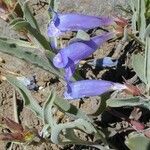 Penstemon laetus Flor