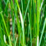 Poa trivialis Folha