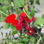 Salvia microphylla Fruto