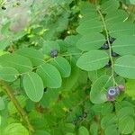 Phyllanthus reticulatusFruit