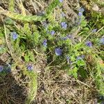 Echium plantagineum Alkat (teljes növény)