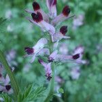 Fumaria barnolae Fula