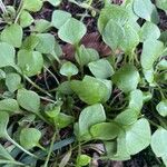 Claytonia perfoliata Yaprak