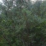 Acacia podalyriifolia ശീലം