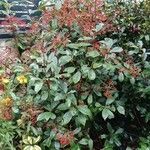 Photinia serratifolia Natur