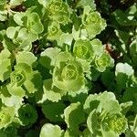 Sedum spurium Blad