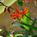 Crocosmia aurea花