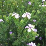 Acmadenia mundiana Other