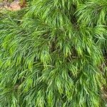Acacia cognata Fuelha