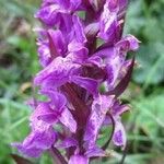 Dactylorhiza majalis Libunga