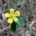 Hibbertia dentata Flower