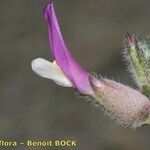 Astragalus vesicarius Flor