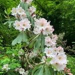 Rhododendron decorum Flor