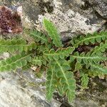 Asplenium ceterach Rhisgl