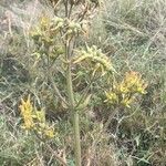 Kalanchoe lanceolata Blatt