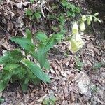 Digitalis grandifloraFlower