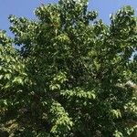 Croton sylvaticus Hábito