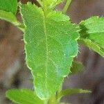 Mercurialis huetii Leaf