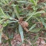 Amaranthus muricatus