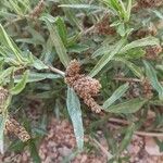 Amaranthus muricatus Çiçek