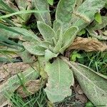 Verbascum phlomoides葉