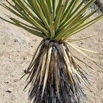 Yucca schidigera Frunză