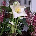 Helleborus niger Alkat (teljes növény)