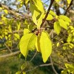 Prunus pensylvanica 叶