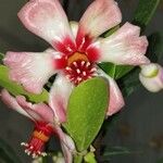 Clusia orthoneura Λουλούδι
