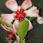 Clusia orthoneura Flor