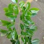 Poecilanthe parviflora Hoja
