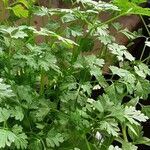 Coriandrum sativum Συνήθη χαρακτηριστικά