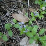 Veronica officinalis Hábito