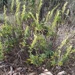 Teucrium oxylepis Õis