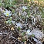 Cerastium pumilum Habit