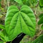 Bauhinia divaricata Blad