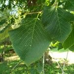 Tilia americana Folha